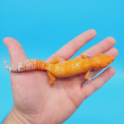 Female Mandarin Inferno Tangerine Tremper Albino White Spot Leopard Gecko