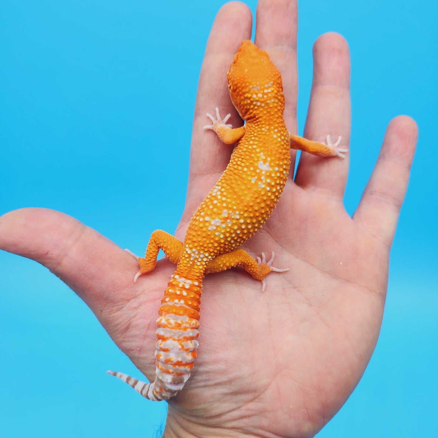 Female Mandarin Inferno Tangerine Tremper Albino White Spot Leopard Gecko