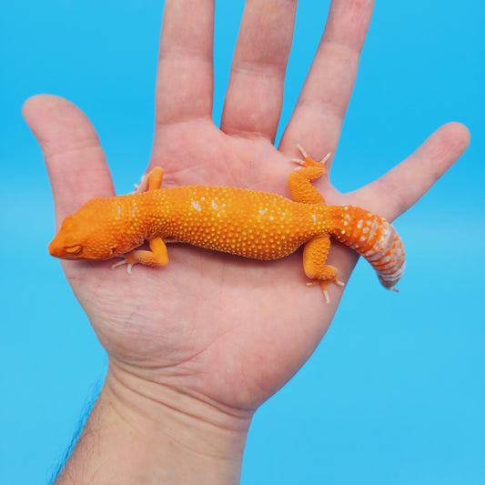 Female Mandarin Inferno Tangerine Tremper Albino White Spot Leopard Gecko