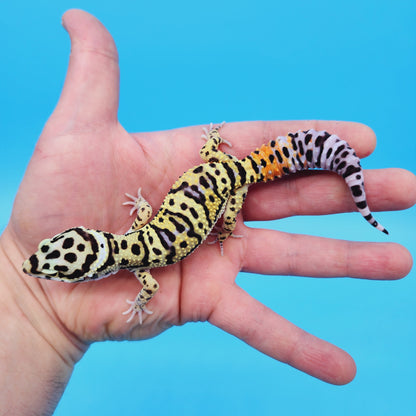 Male TRI-Color Hyper Xanthic Afghan Bold Bandit Leopard Gecko