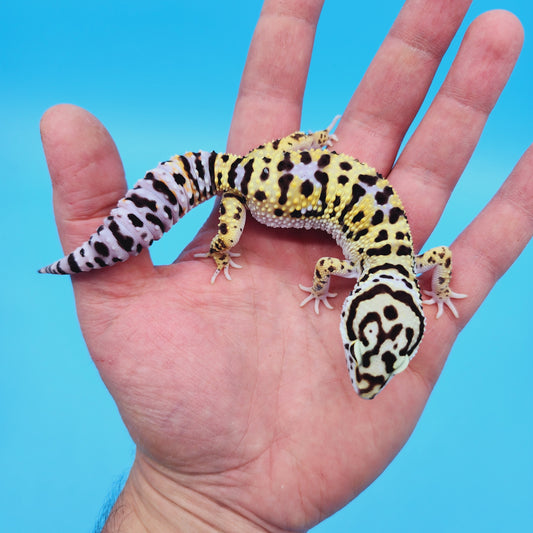 Male Hyper Xanthic Afghan Bold Bandit Possible White & Yellow Leopard Gecko (Human Head Stamp)