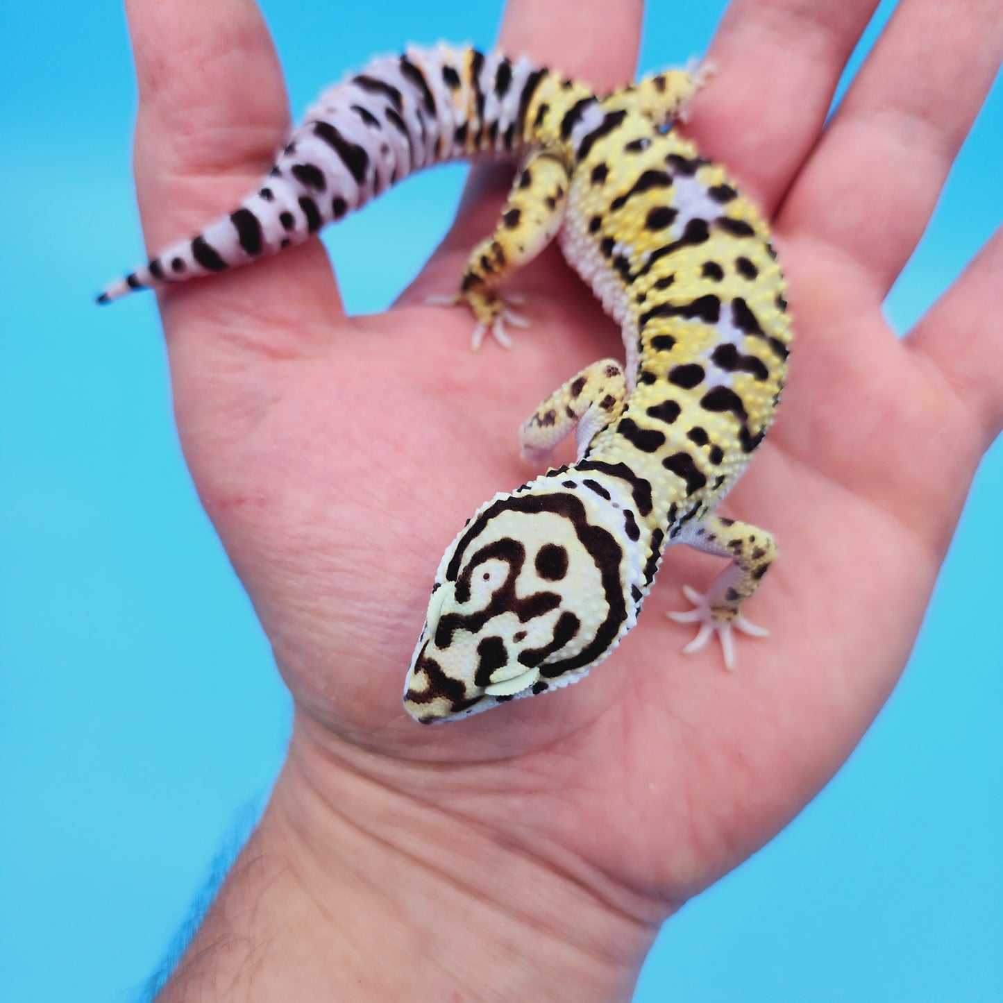 Male Hyper Xanthic Afghan Bold Bandit Possible White & Yellow Leopard Gecko (Human Head Stamp)
