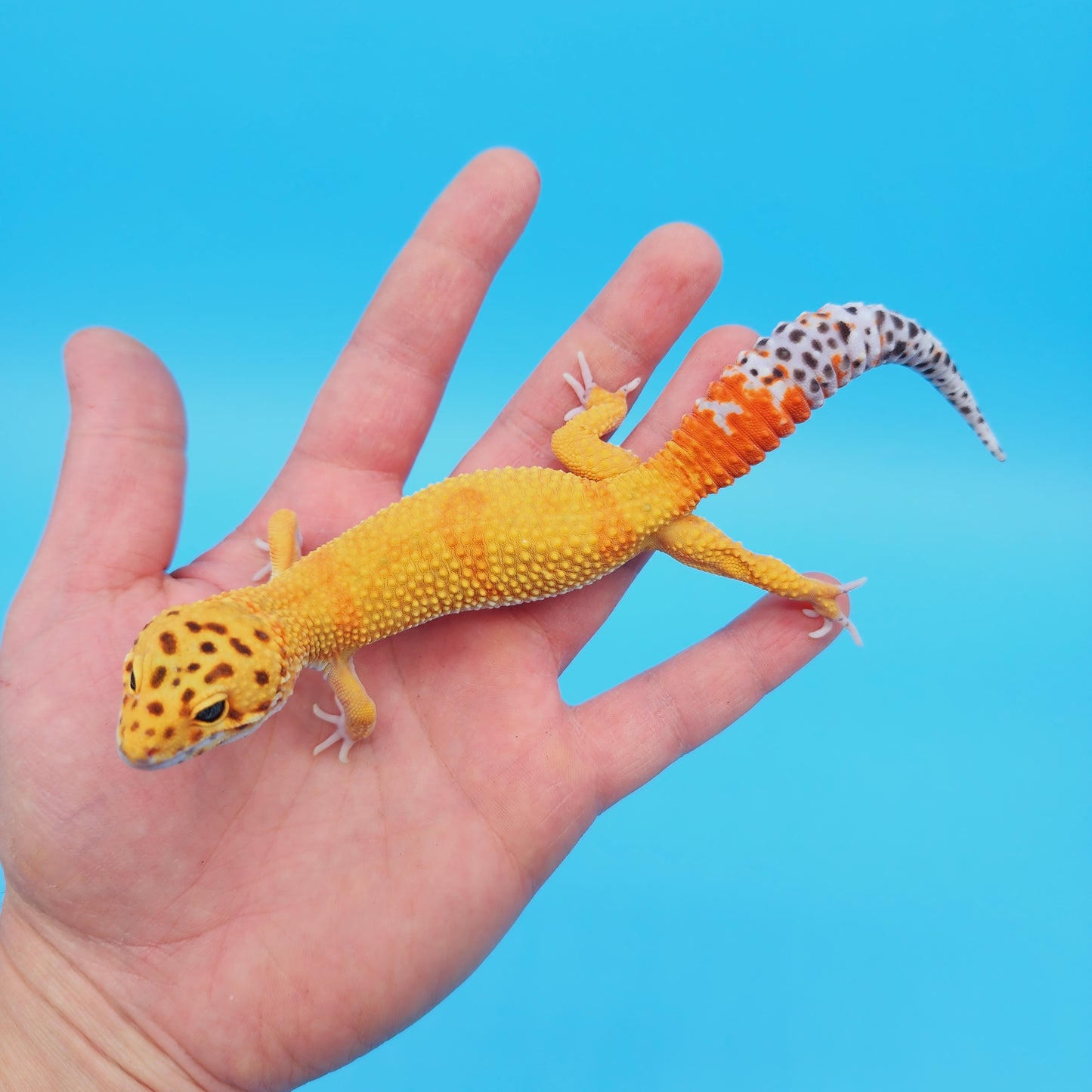 Male Super Hypo Mandarin Inferno Tangerine Leopard Gecko