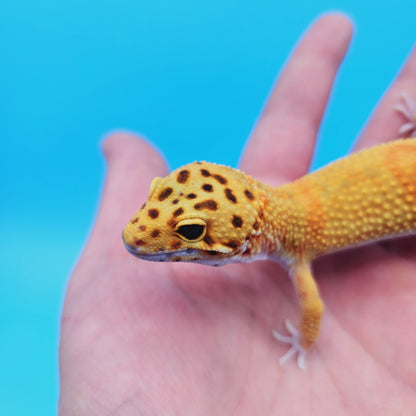 Male Super Hypo Mandarin Inferno Tangerine Leopard Gecko