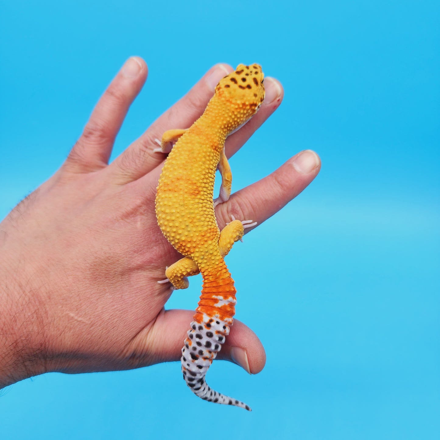 Male Super Hypo Mandarin Inferno Tangerine Leopard Gecko