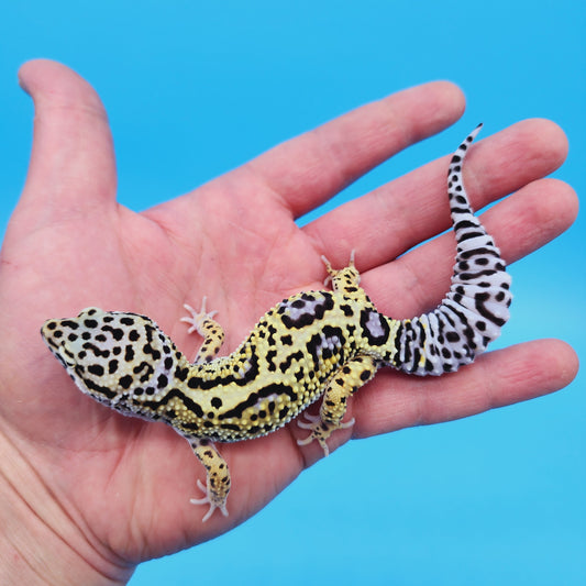 Female Afghan Mack Snow Leopard Gecko