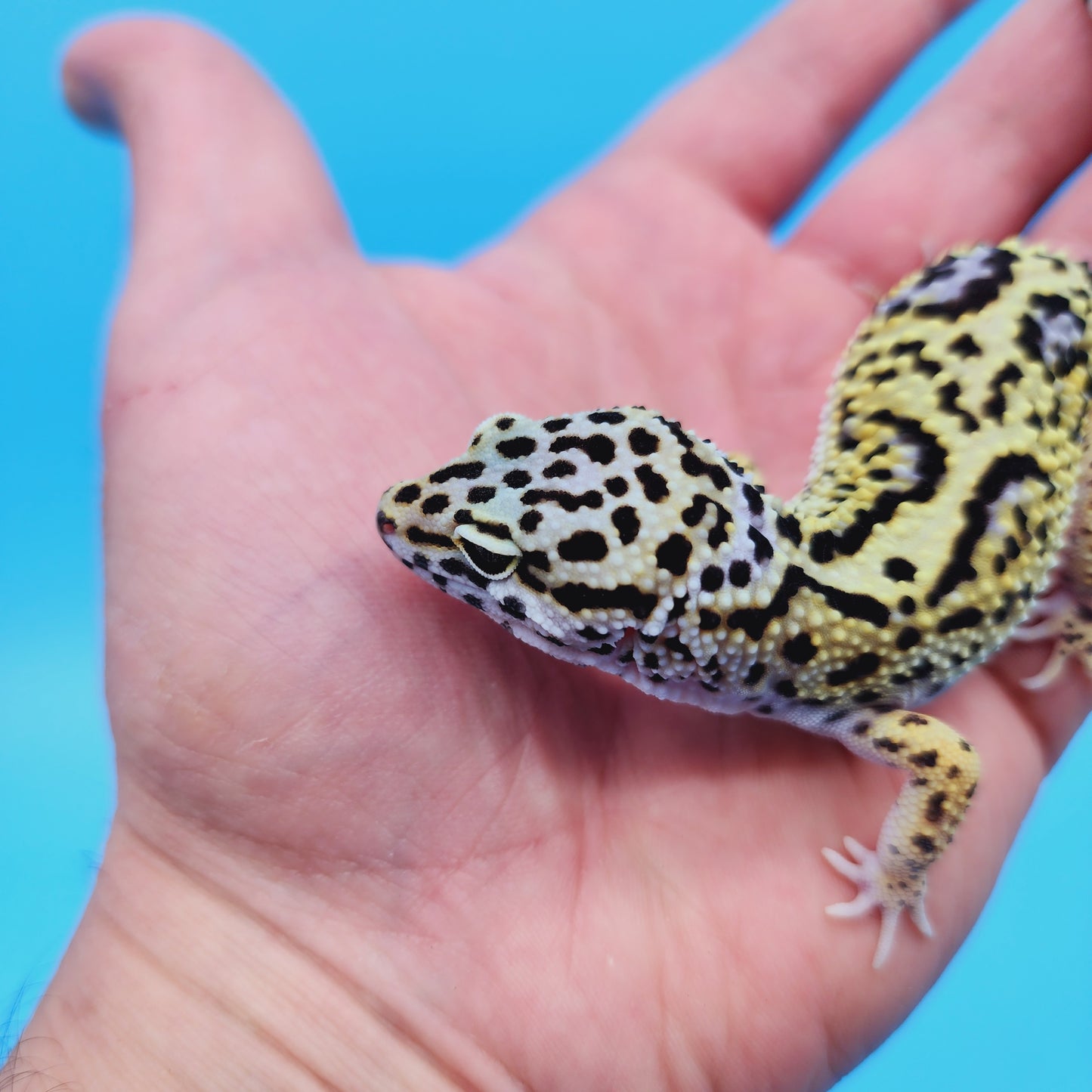 Female Afghan Mack Snow Leopard Gecko