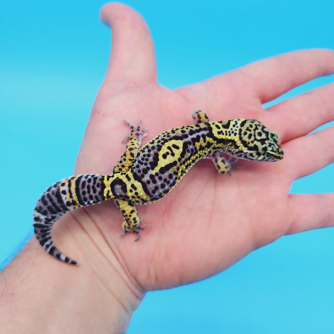 Black Night Leopard Geckos for Sale – Geeky Gecko Creations