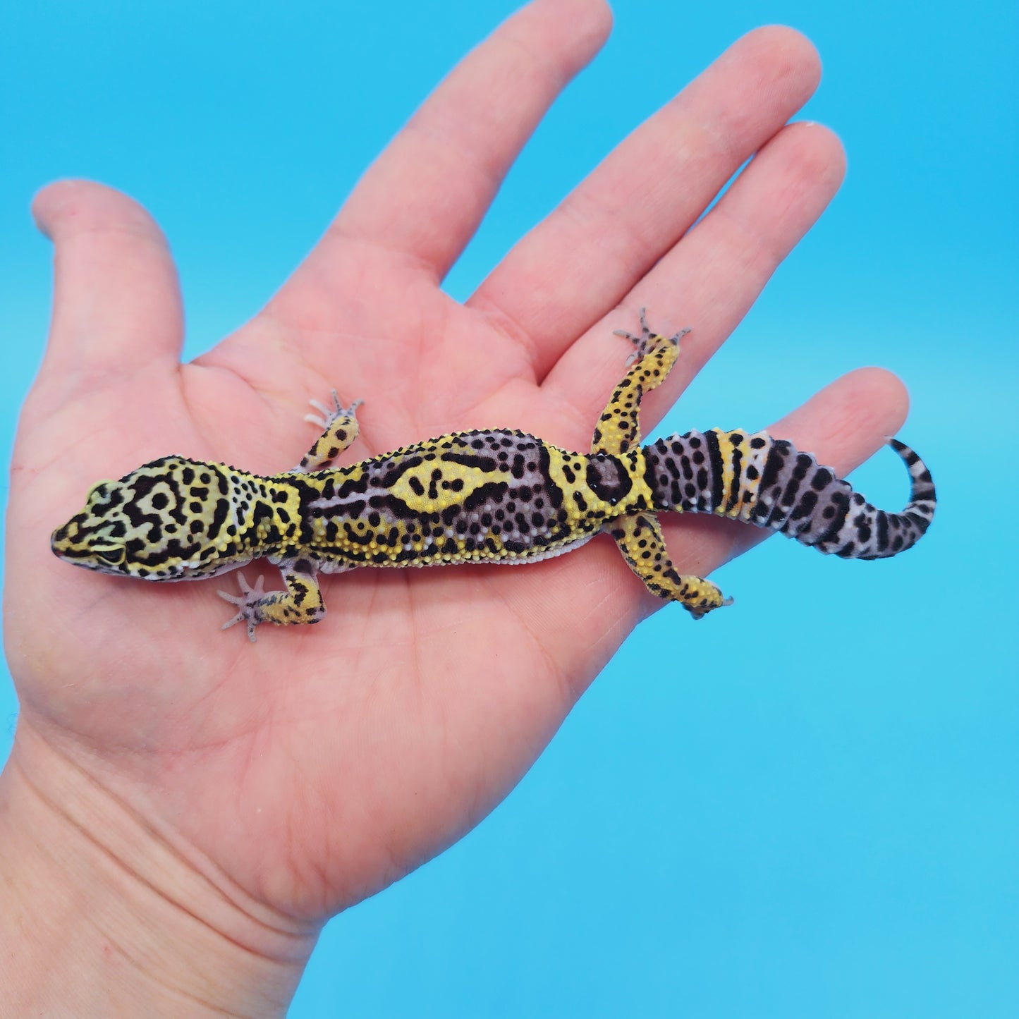 Female Black night (50%) Afghan (25%) Turcmenicus (25%) Leopard Gecko