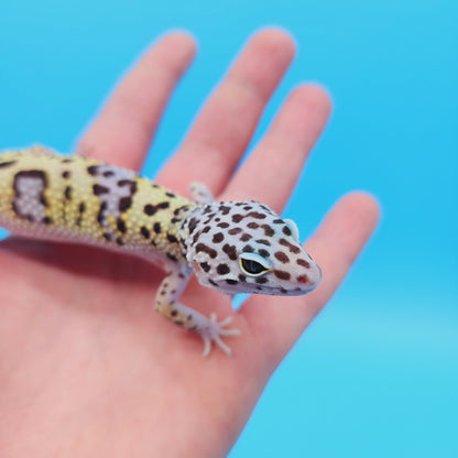 Female Pure Turcmenicus Leopard Gecko