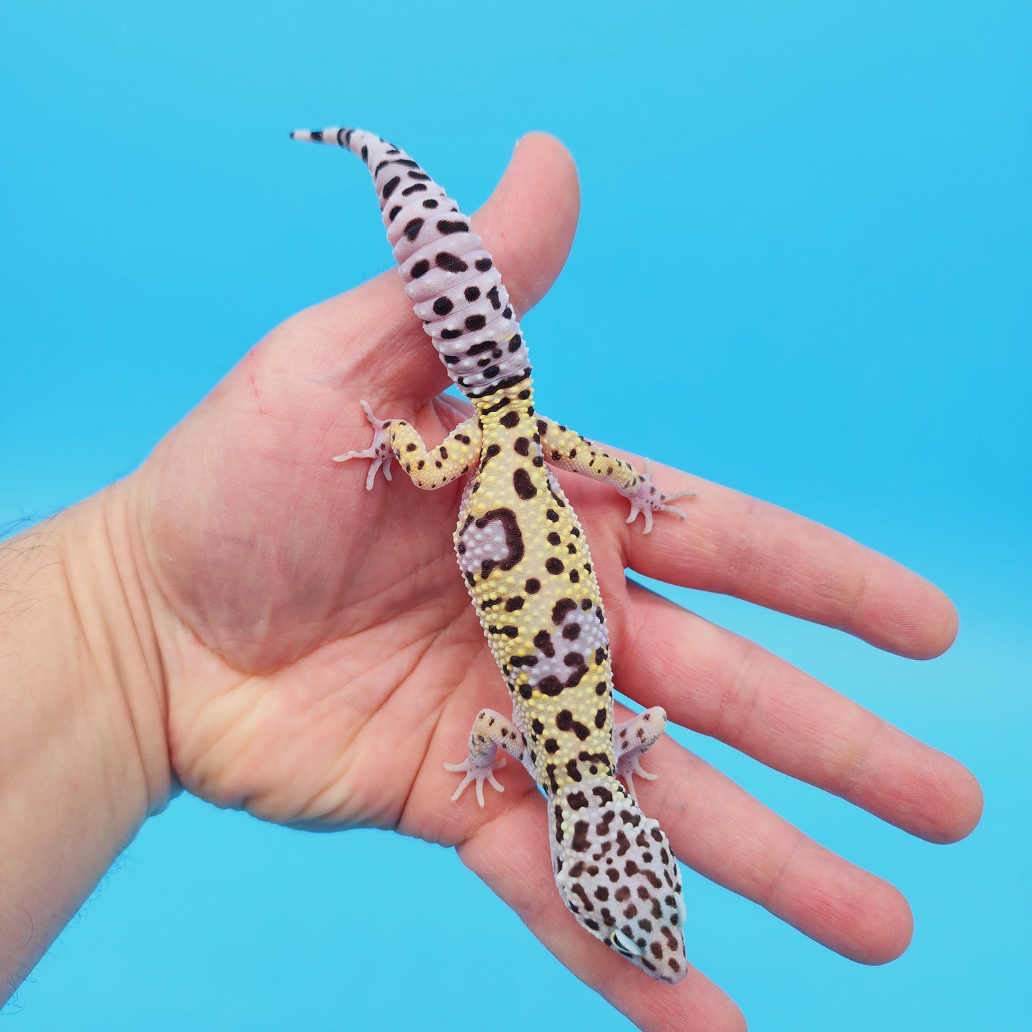 Female Pure Turcmenicus Leopard Gecko