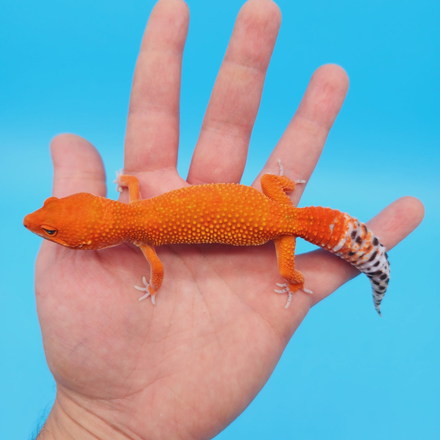 Female Red Dragon (Mandarin Inferno Tangerine High Orange/Red) Leopard Gecko