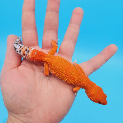 Female Red Dragon (Mandarin Inferno Tangerine High Orange/Red) Leopard Gecko