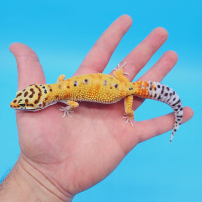 Male Mandarin Tangerine Turcmenicus Bold Emerine Leopard Gecko