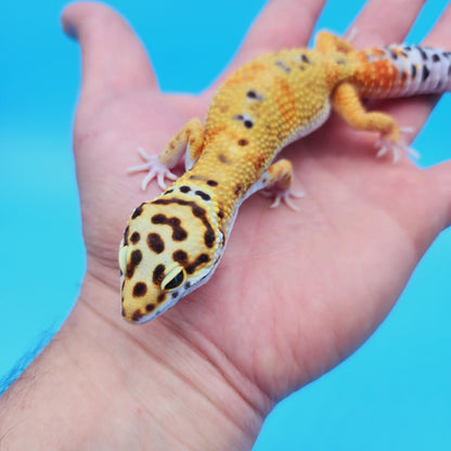 Male Mandarin Tangerine Turcmenicus Bold Emerine Leopard Gecko