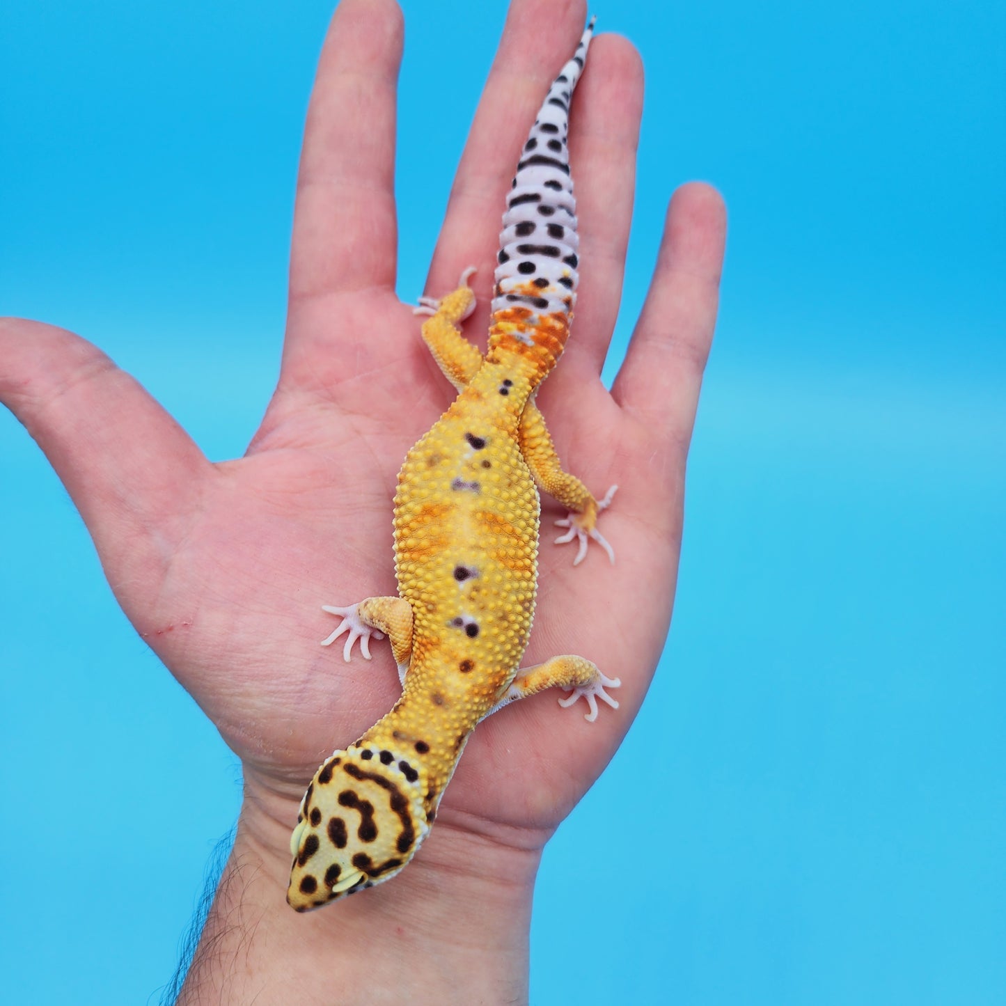 Male Mandarin Tangerine Turcmenicus Bold Emerine Leopard Gecko