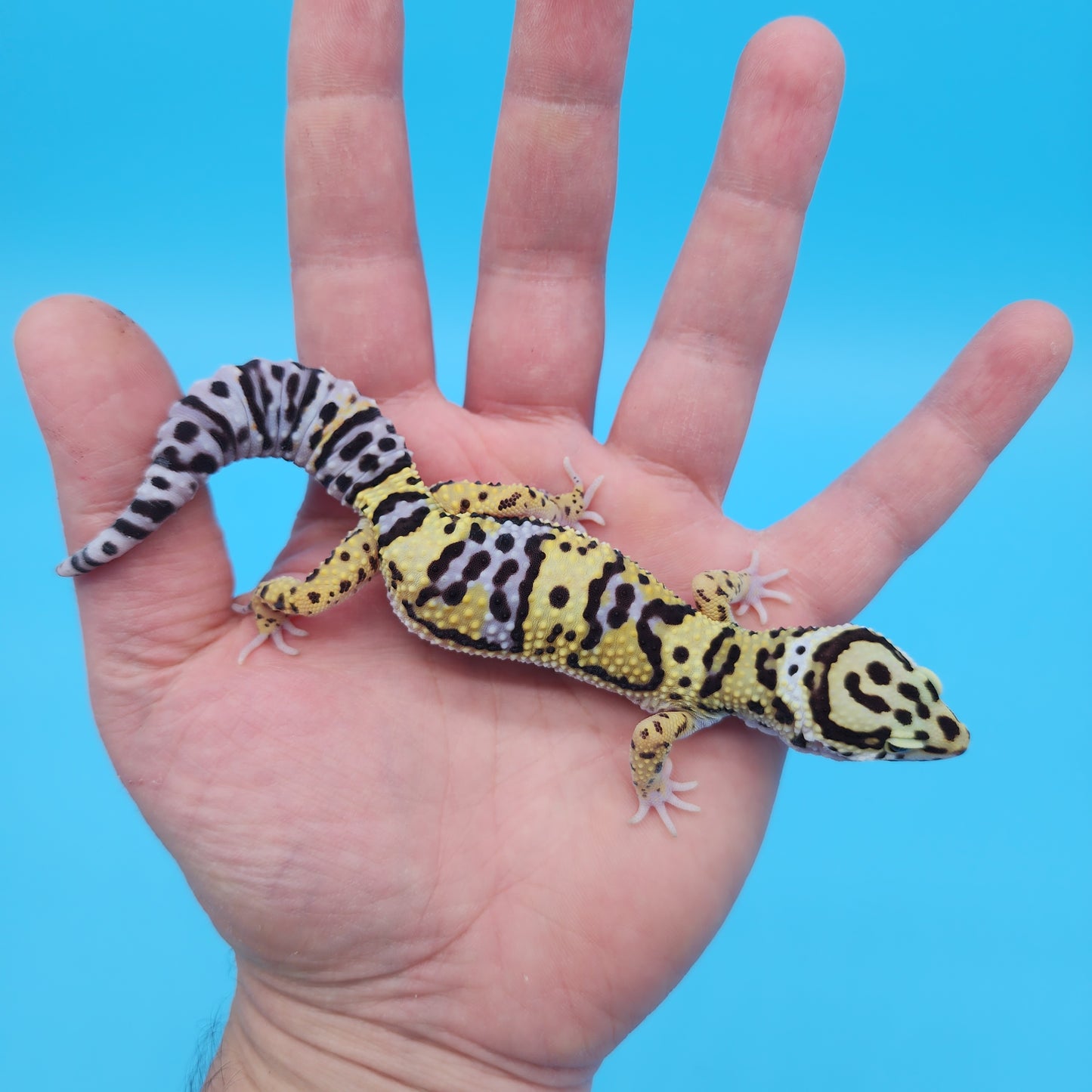 Female Hyper Xanthic Afghan Bold Bandit Possible White & Yellow Leopard Gecko
