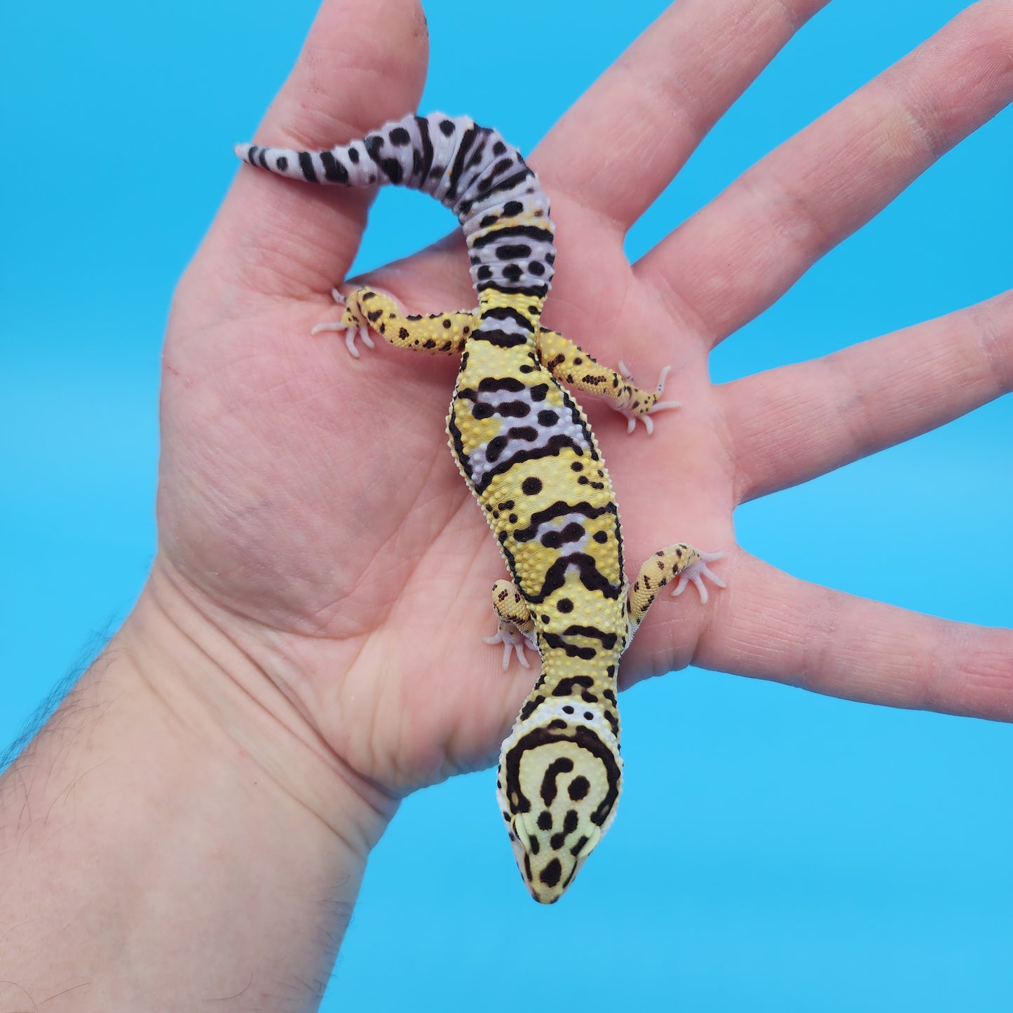 Female Hyper Xanthic Afghan Bold Bandit Possible White & Yellow Leopard Gecko