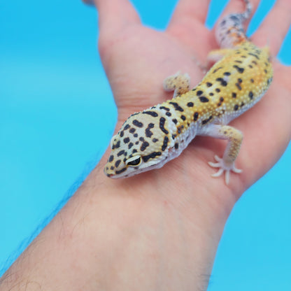 Male Mandarin Inferno Tangerine Afghan Turcmenicus Leopard Gecko