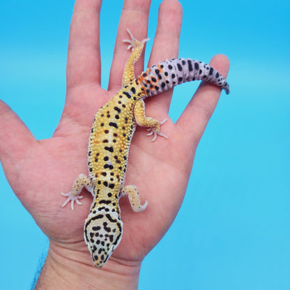 Male Mandarin Inferno Tangerine Afghan Turcmenicus Leopard Gecko