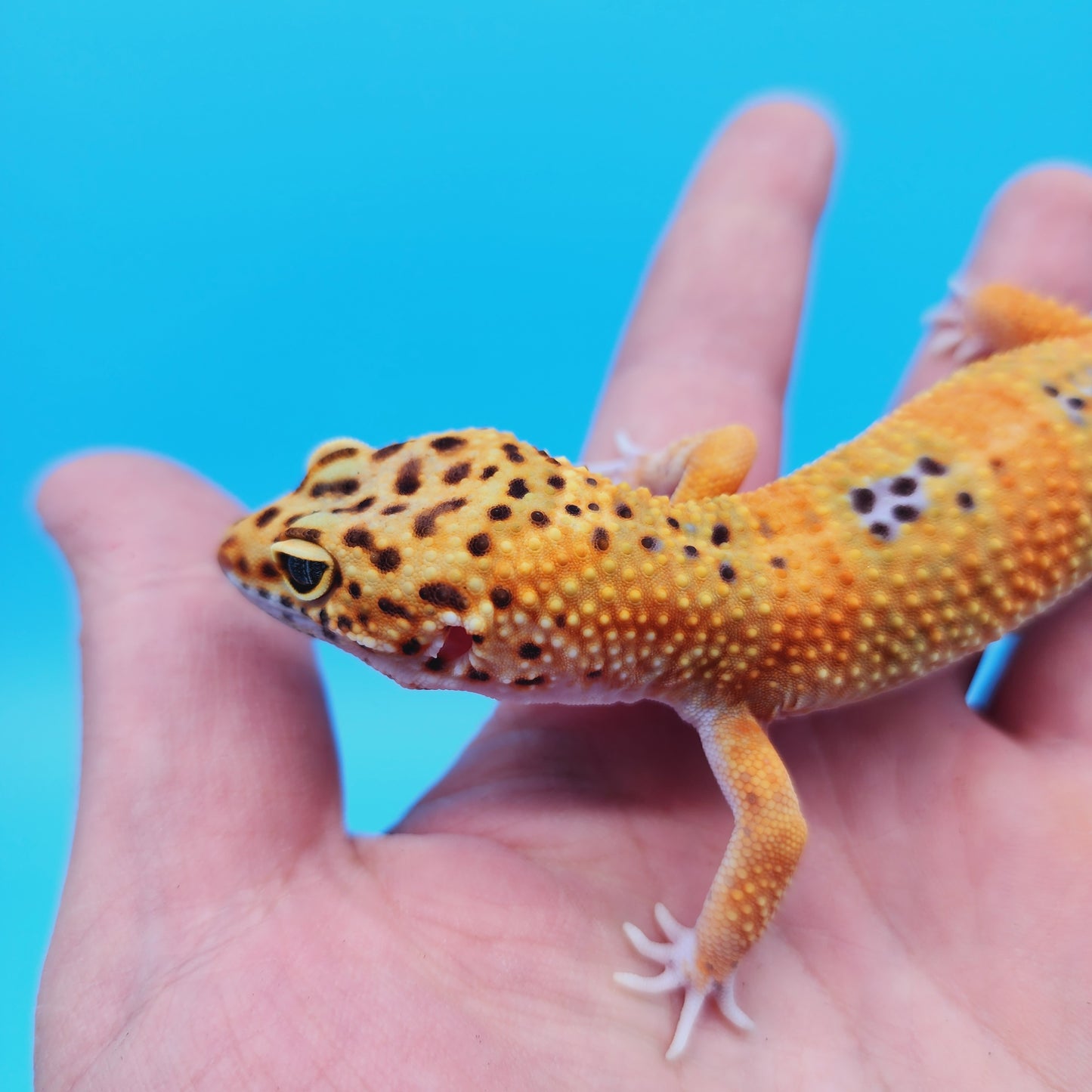 Male Mandarin Turcmenicus Leopard Gecko