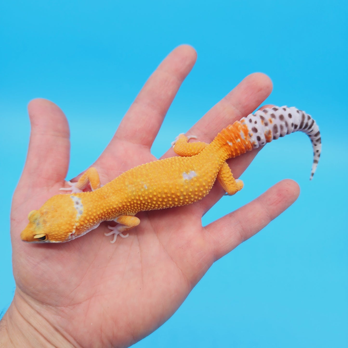 Male Mandarin Turcmenicus Hypo Leopard Gecko