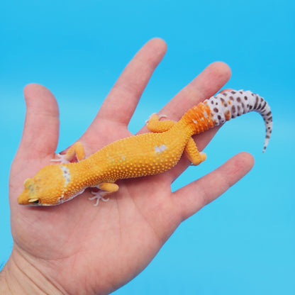 Male Mandarin Turcmenicus Hypo Leopard Gecko