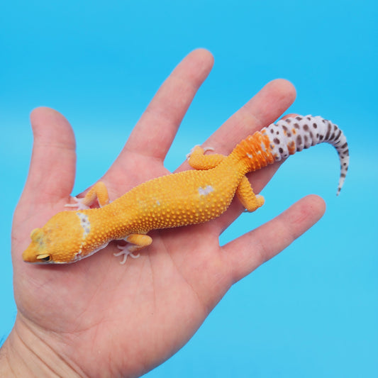 Male Mandarin Turcmenicus Hypo Leopard Gecko