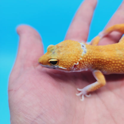 Male Mandarin Turcmenicus Hypo Leopard Gecko