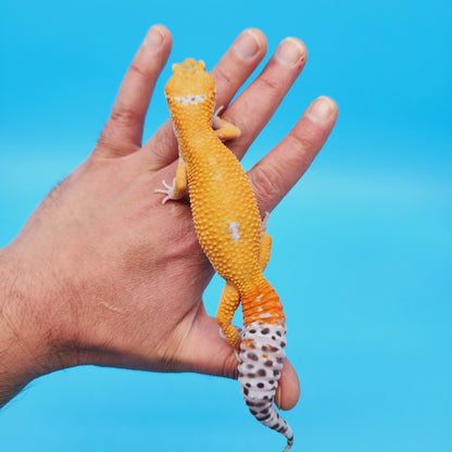 Male Mandarin Turcmenicus Hypo Leopard Gecko
