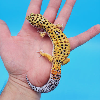 Male Mandarin Inferno Afghanicus Turcmenicus Leopard Gecko