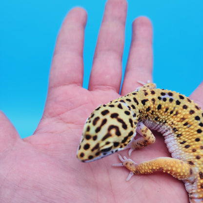 Male Mandarin Inferno Afghanicus Turcmenicus Leopard Gecko
