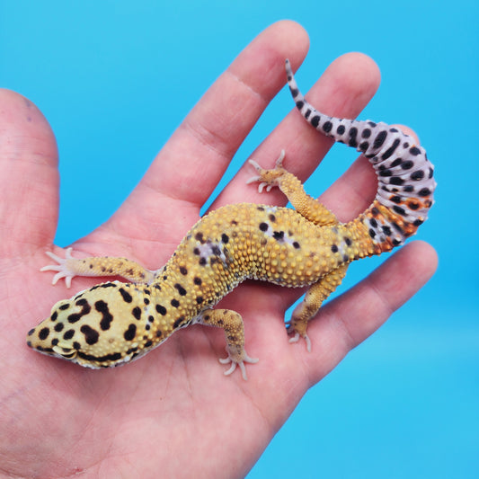 Male Mandarin Inferno Afghanicus Turcmenicus Leopard Gecko