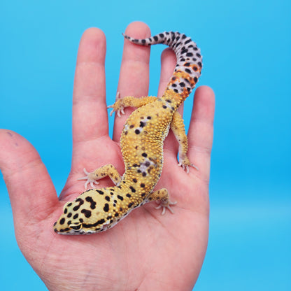 Male Mandarin Inferno Afghanicus Turcmenicus Leopard Gecko