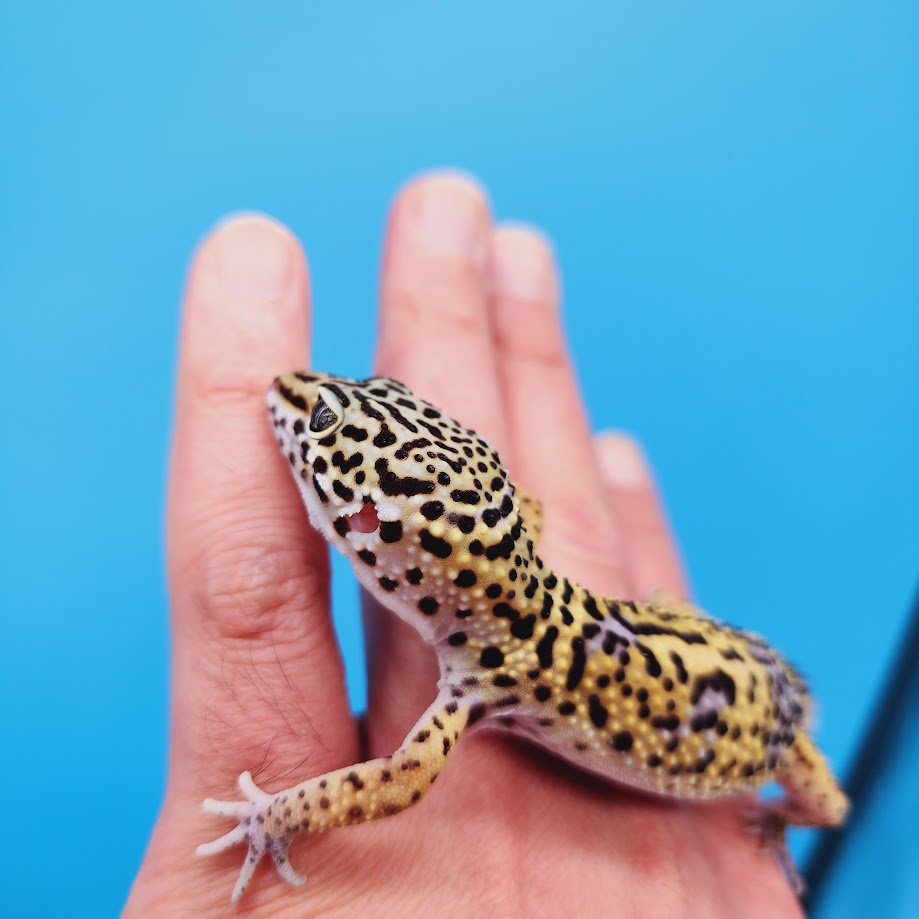 Male Black Night (50%) Clown (50%) Leopard Gecko (slow grower male)