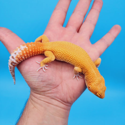 Male Mandarin Inferno Super Hypo Tremper Albino Leopard Gecko