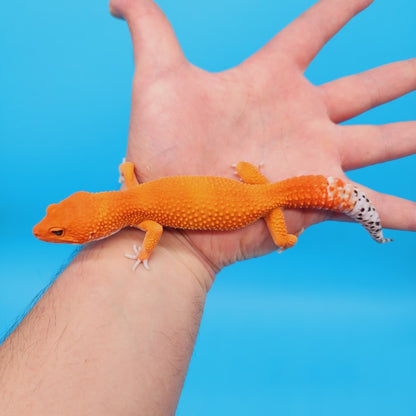 Male Mandarin Inferno Super Hypo Tangerine Leopard Gecko