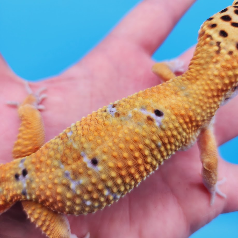 Male Mandarin Turcmenicus Leopard Gecko