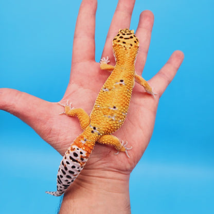 Male Mandarin Turcmenicus Leopard Gecko