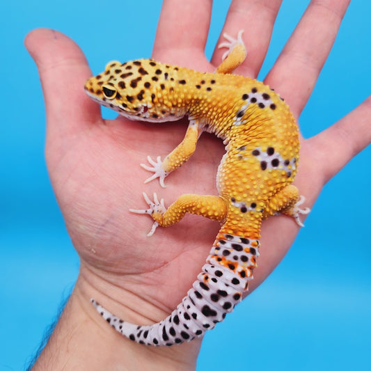 Male Mandarin Turcmenicus Leopard Gecko