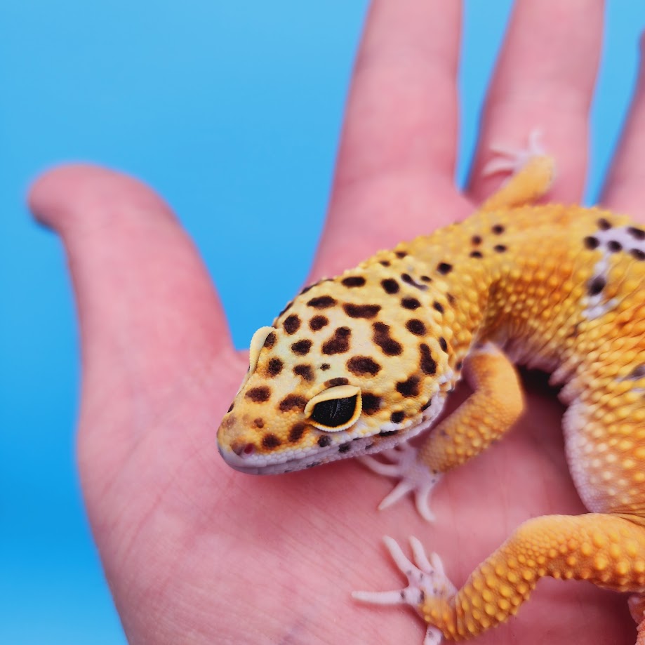 Male Mandarin Turcmenicus Leopard Gecko