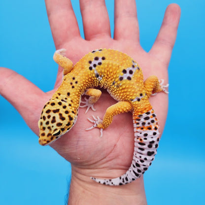 Male Mandarin Turcmenicus Leopard Gecko