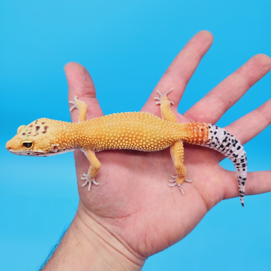 Male Super Hypo Mandarin Turcmenicus Leopard Gecko