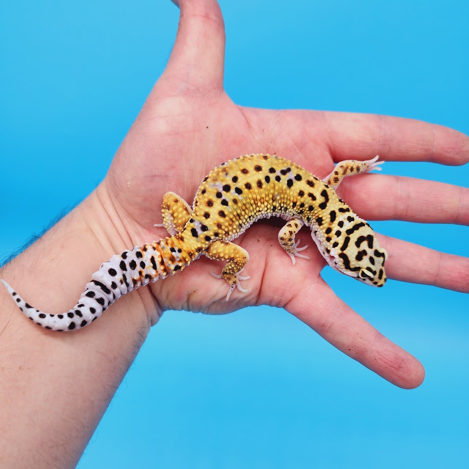 Male Mandarin Inferno Bold Rainbow Leopard Gecko
