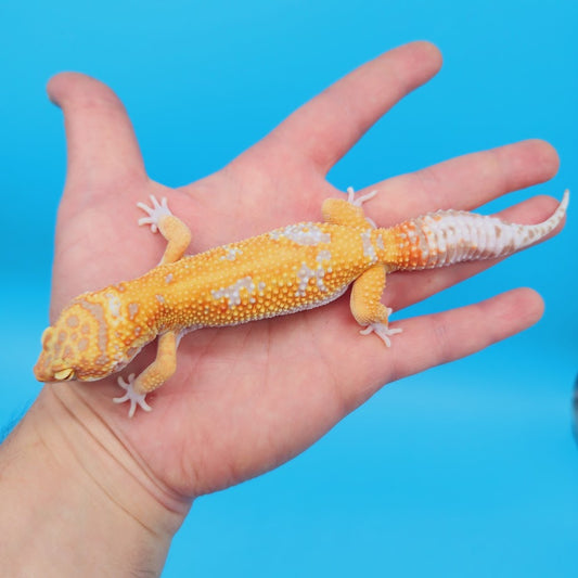 Male KOI (Mandarin Inferno Bold Tremper Albino) Leopard Gecko