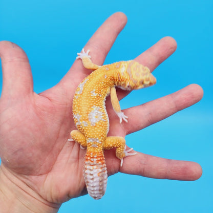 Male KOI (Mandarin Inferno Bold Tremper Albino) Leopard Gecko
