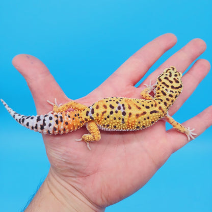 Female Mandarin Inferno Bold Rainbow Leopard Gecko