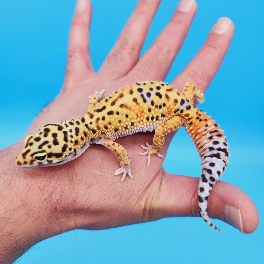 Female Mandarin Inferno Bold Rainbow Leopard Gecko