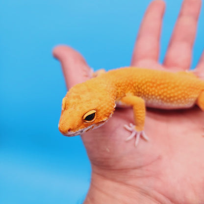 Male Super Hypo Mandarin Inferno Bold Baldy Leopard Gecko