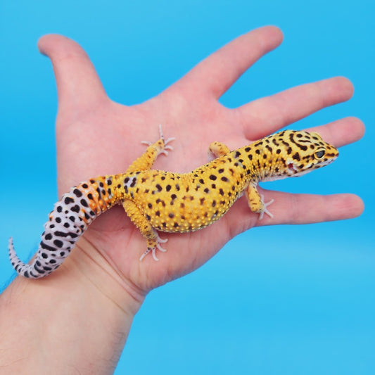 Male Mandarin Turcmenicus Rainbow Possible "Pixel" Leopard Gecko